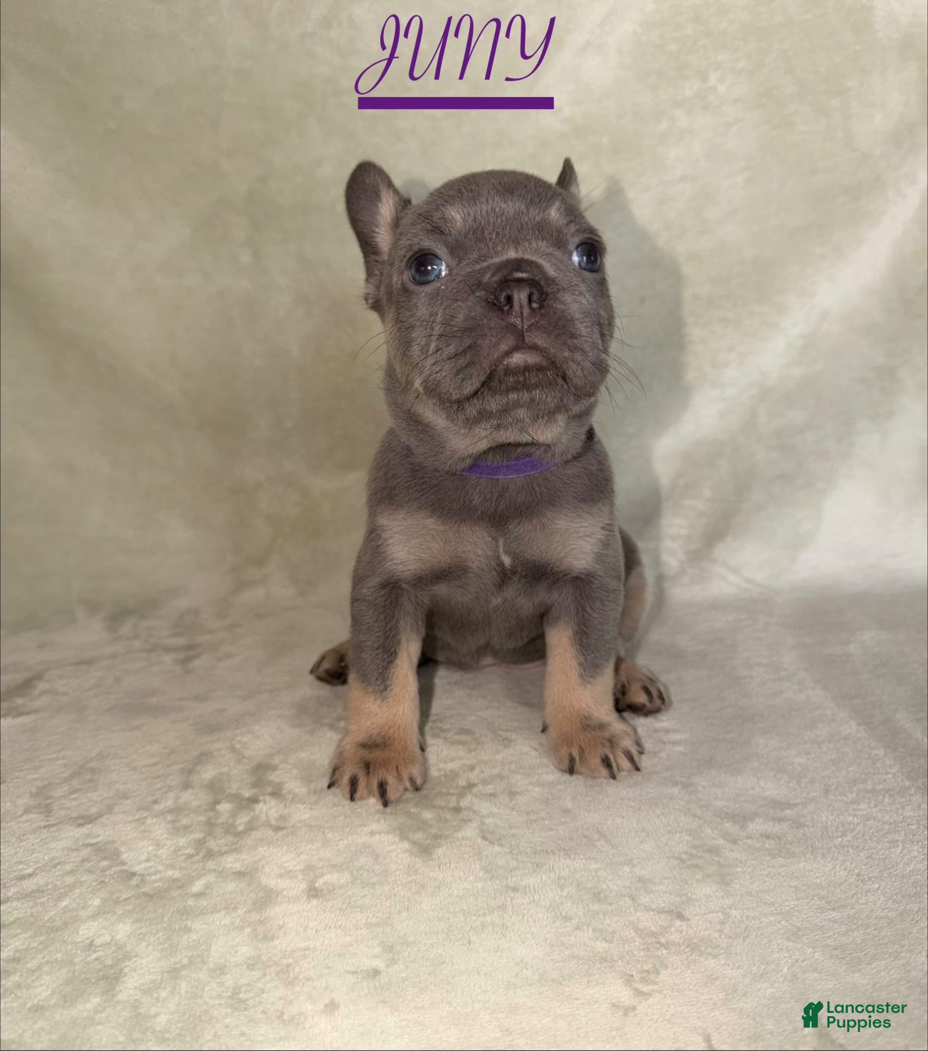 French Bulldog dogs French Bulldog 1 - Ad 1