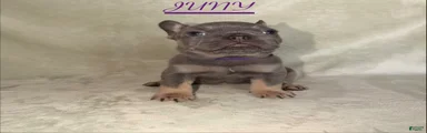 French Bulldog 1