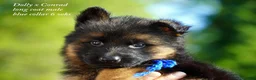 German Shepherd dogs for sale: German Shepherd female red collar - Ad 22