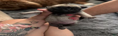 Pug 4