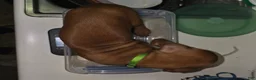 Redbone Coonhound dogs for sale: Redbone Coonhound 10(lt grn neon) - Ad 2