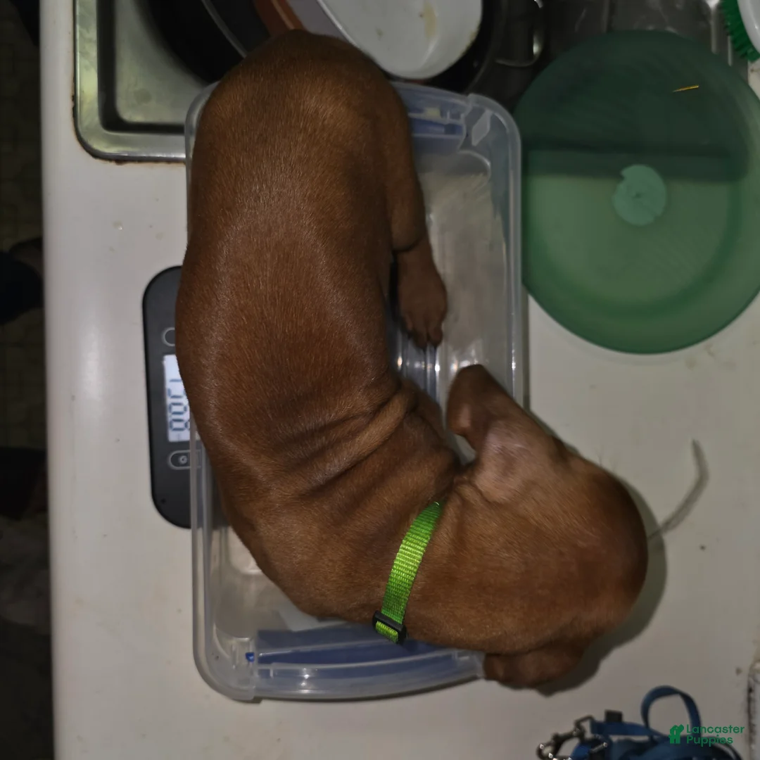 Redbone Coonhound dogs for sale: Redbone Coonhound 10(lt grn neon) - Ad 2