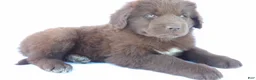 Newfoundland dogs for sale: Jasmine - Ad 3