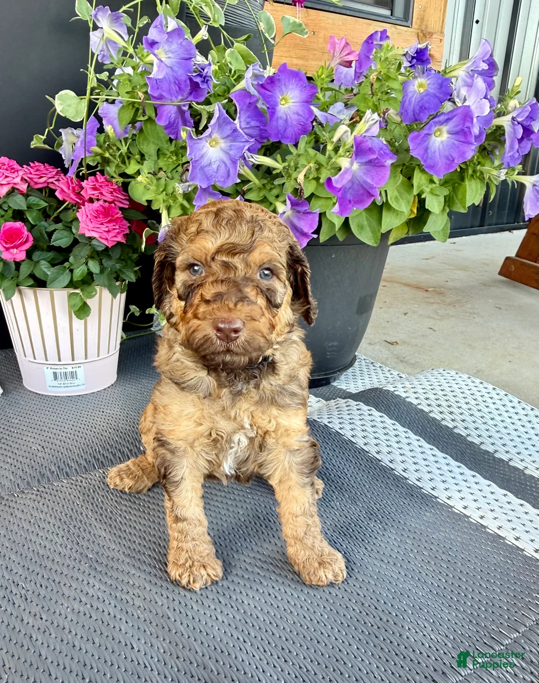 Standard Poodle dogs for sale: Black Collar   - Ad 1