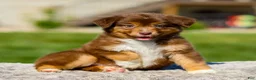 Miniature Australian Shepherd dogs for sale: Hershey - Ad 1