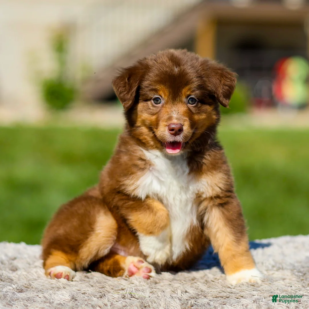 Miniature Australian Shepherd dogs for sale: Hershey - Ad 1