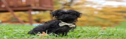 Yorkiepoo dogs for sale: Ricky - Ad 3