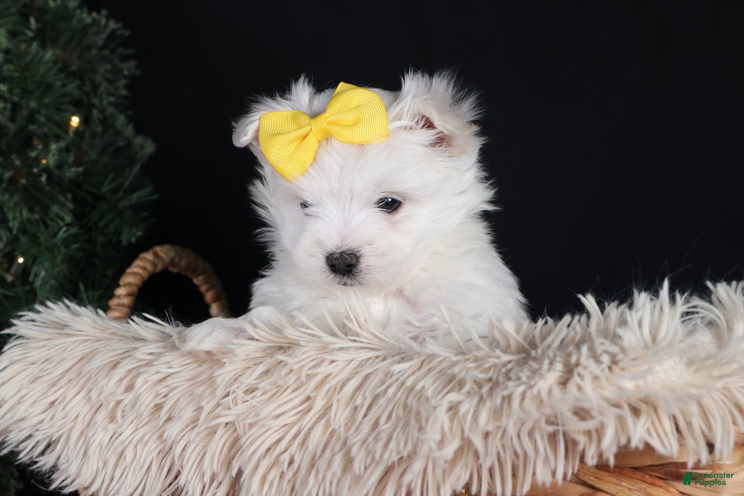 Maltese dogs for sale: ALEX - Ad 3