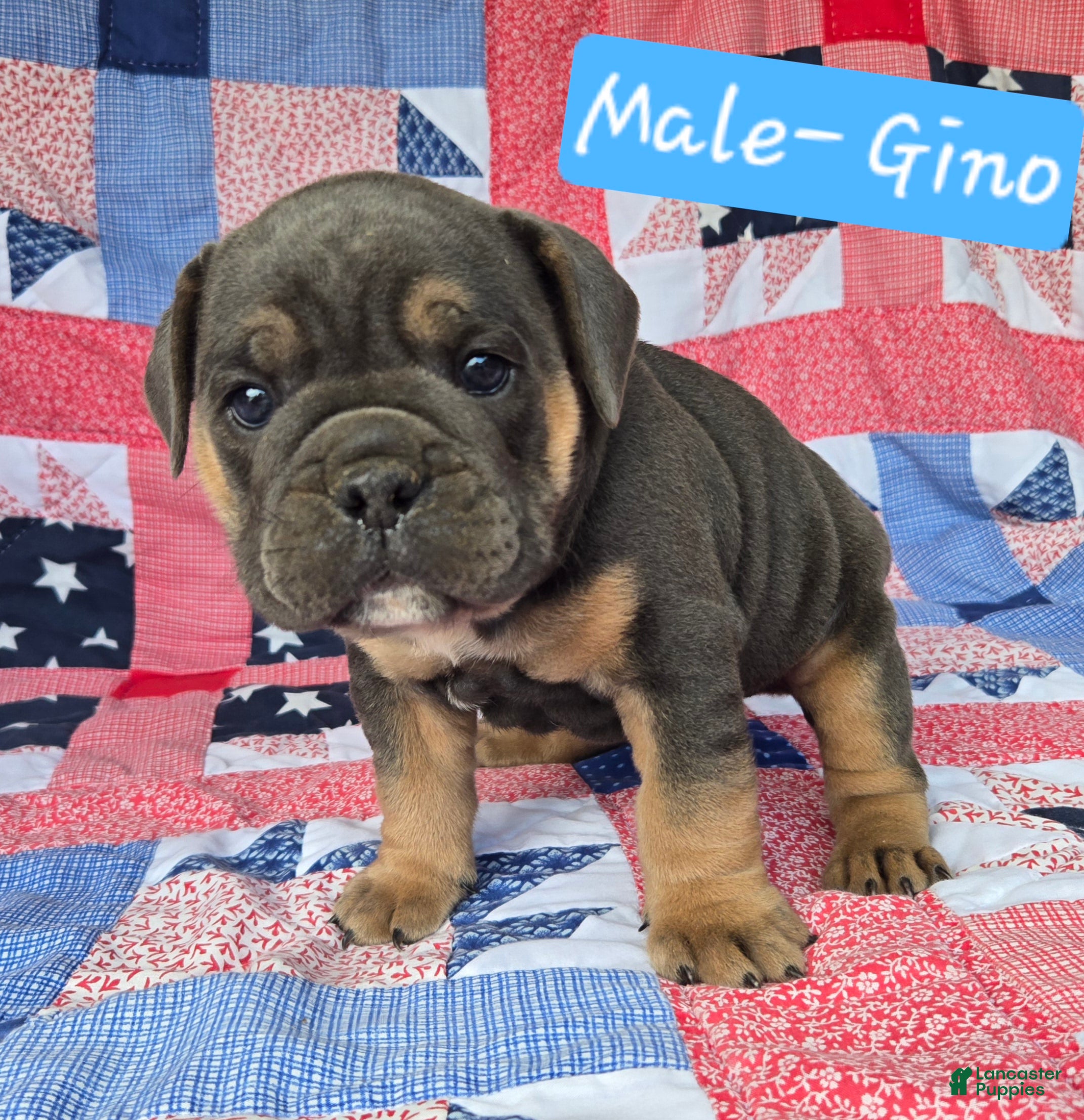 Olde English Bulldogge dogs for sale: Gino - Ad 3