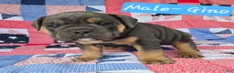 Olde English Bulldogge dogs for sale: Gino - Ad 1