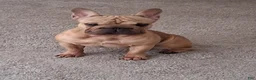French Bulldog dogs for sale: French Bulldog 1 - Ad 1
