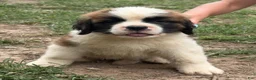 Saint Bernard dogs for sale: Red Admiral - Ad 1