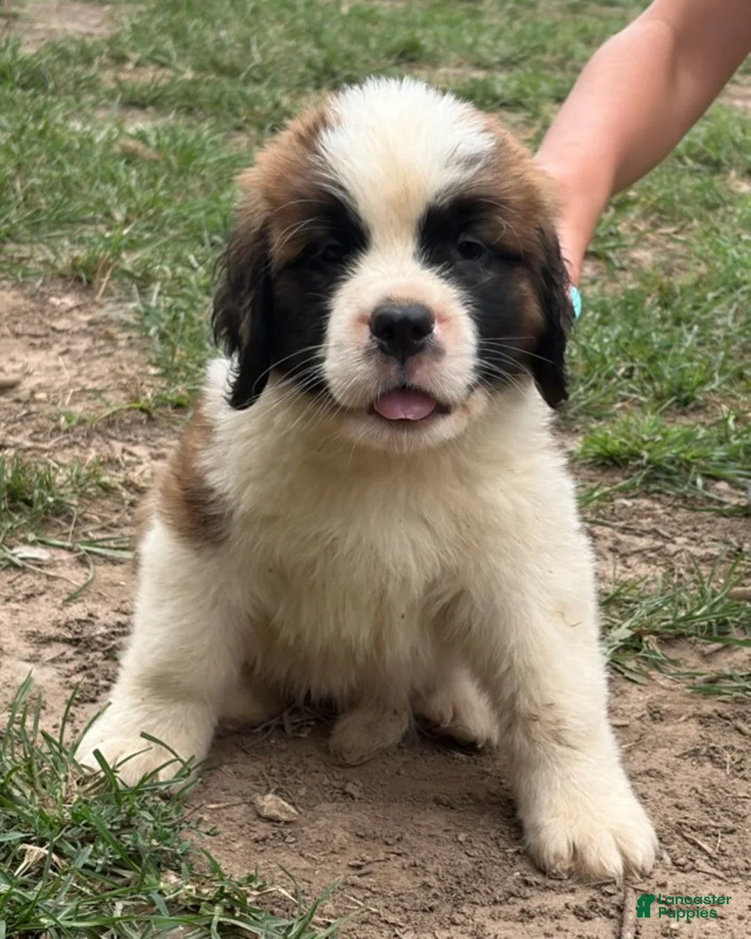 Saint Bernard dogs for sale: Red Admiral - Ad 1
