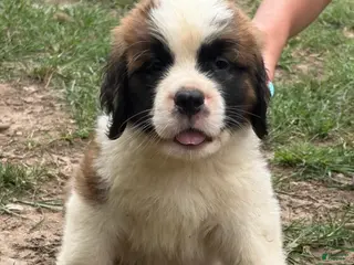 Saint Bernard dogs Red Admiral - Ad 31