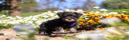 Miniature Schnauzer dogs for sale: Mason - Ad 4