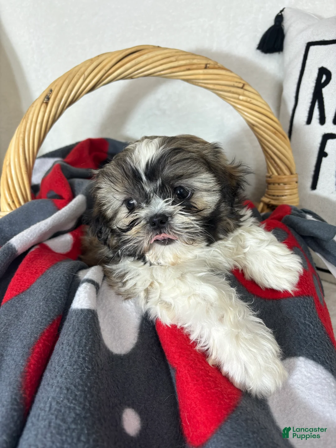 Shih Tzu dogs for sale: Skipper - Ad 2