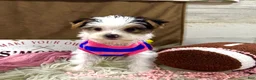 Yorkshire Terrier dogs for sale: Bonnie Bell - Ad 4