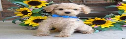 Toy Poodle dogs for sale: Preston - Ad 8