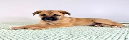 Mixed Breed dogs for sale: Diesel - Ad 4