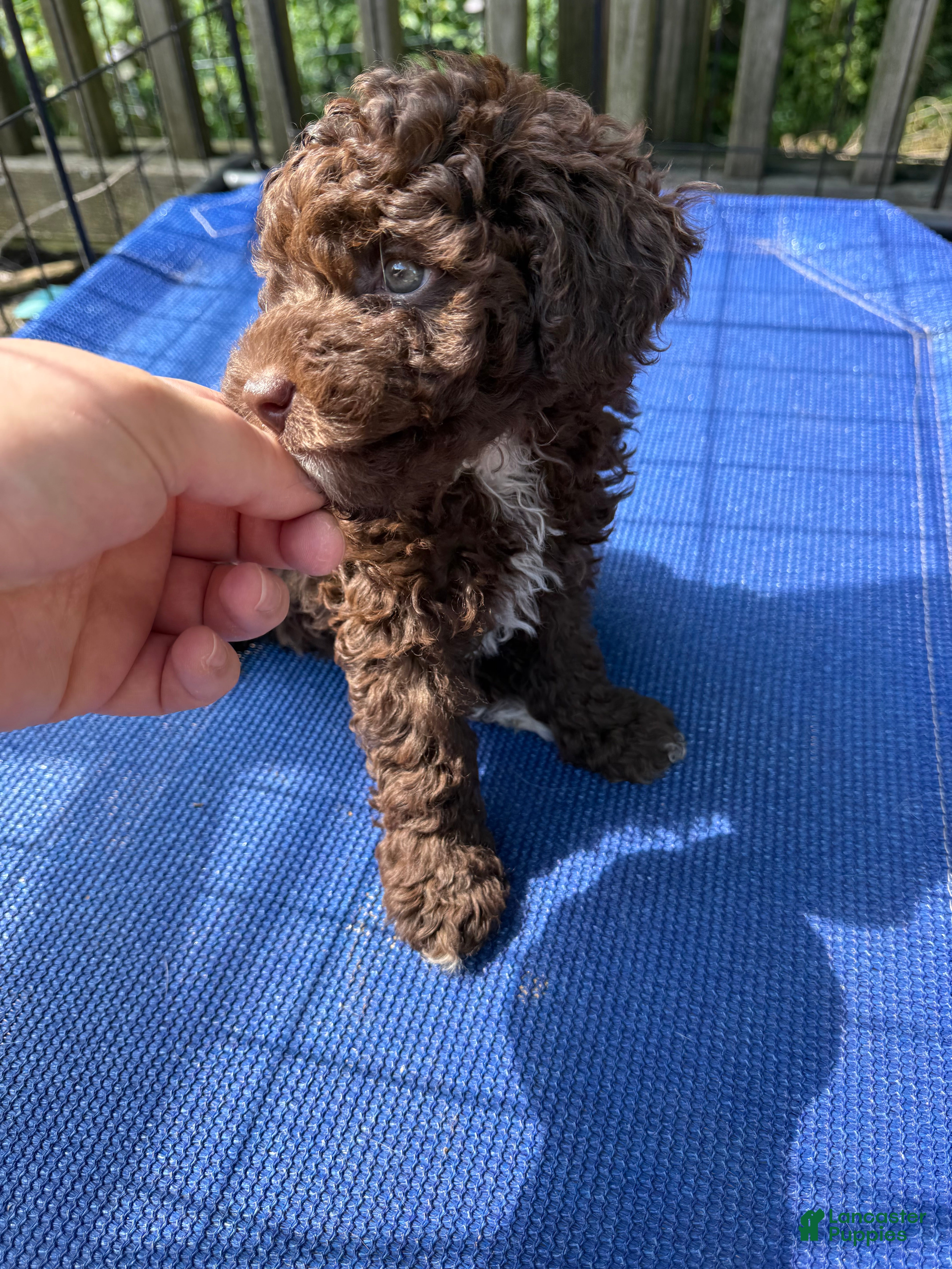 Miniature Poodle dogs SAMUEL - Ad 17