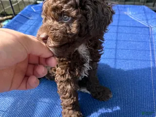 Miniature Poodle dogs SAMUEL - Ad 17