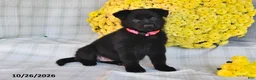 German Shepherd dogs for sale: Omaris - Ad 3
