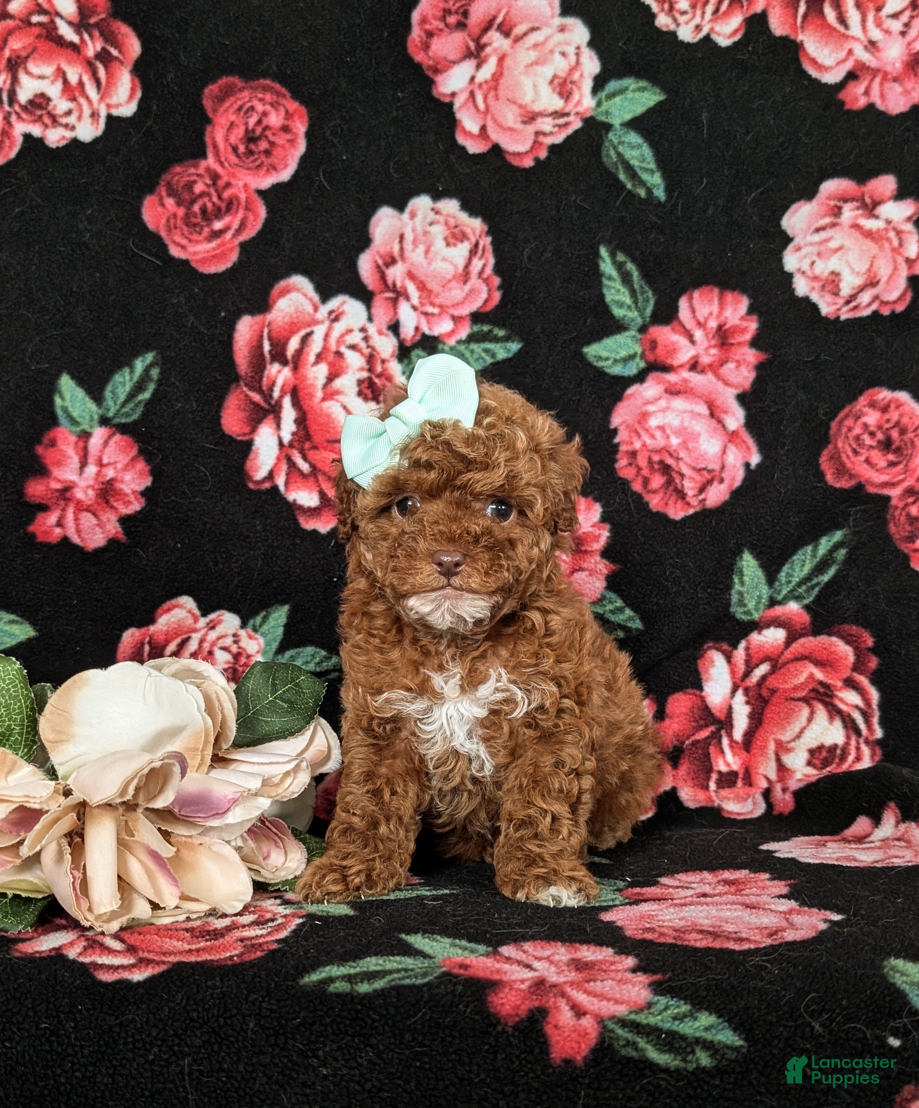 Miniature Poodle dogs Hilary 10 lbs Full Grown - Ad 2