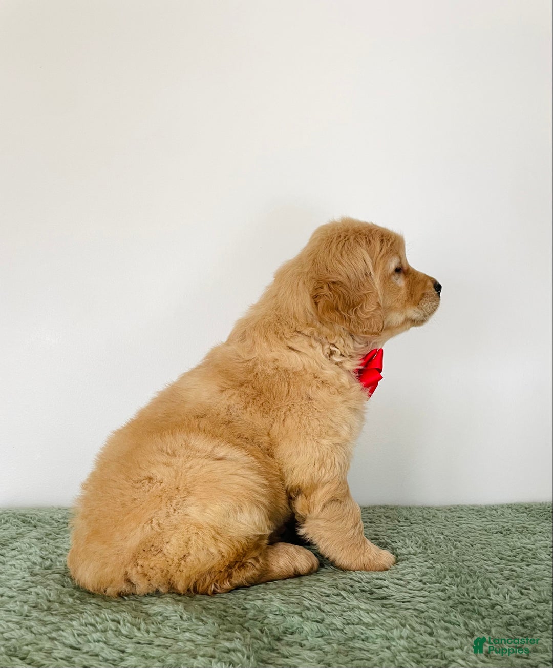 Golden Retriever dogs for sale: Charlie - Ad 5