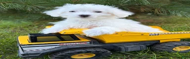 Enzo