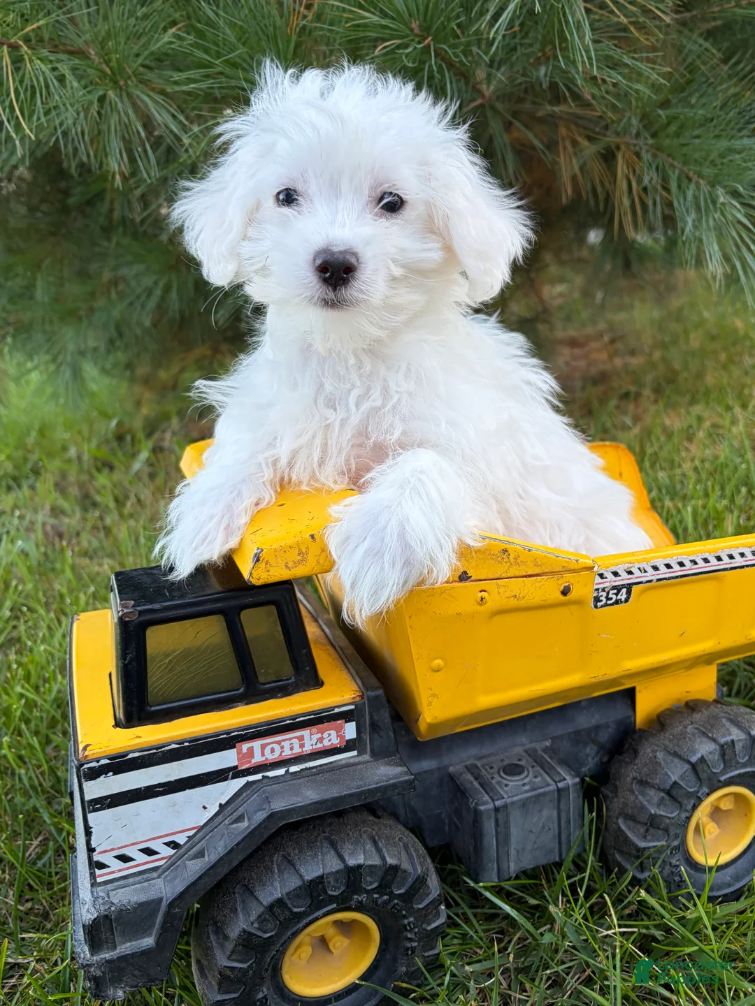 Maltese dogs for sale: Enzo - Ad 1