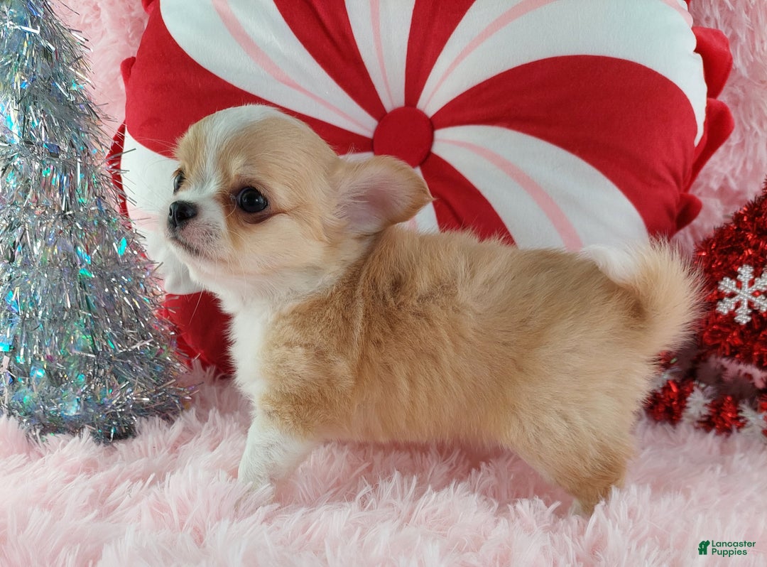 Chihuahua dogs for sale: Milly - Ad 6