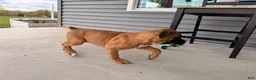 Boxer dogs for sale: Brooke - Ad 3
