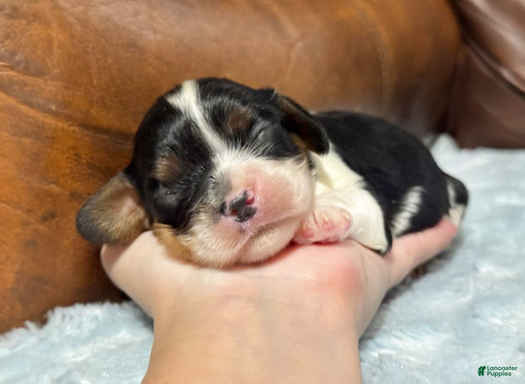 Cavalier King Charles Spaniel dogs for sale: Ziggy - Ad 7