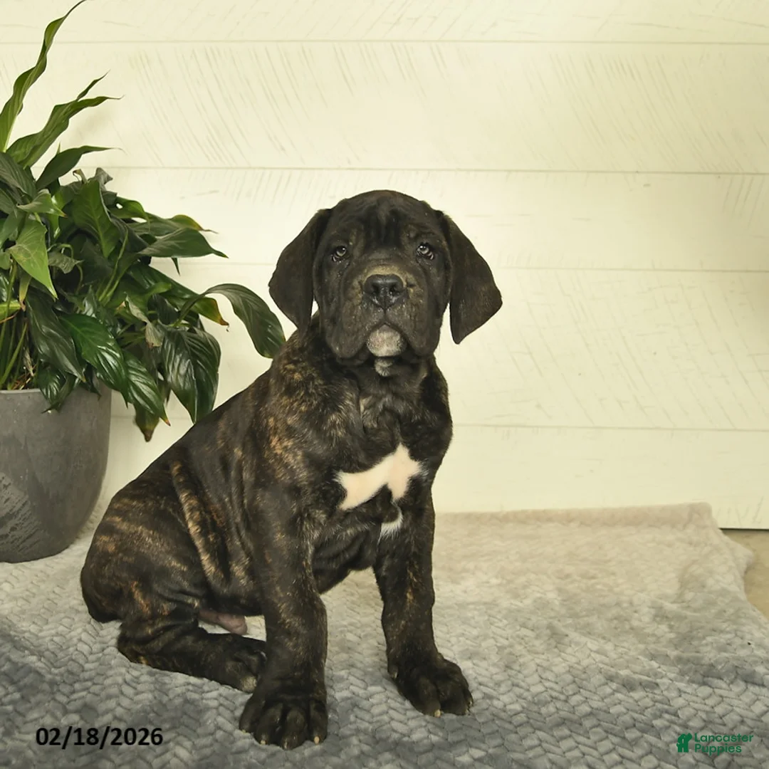 Cane Corso dogs for sale: Hank - Ad 1