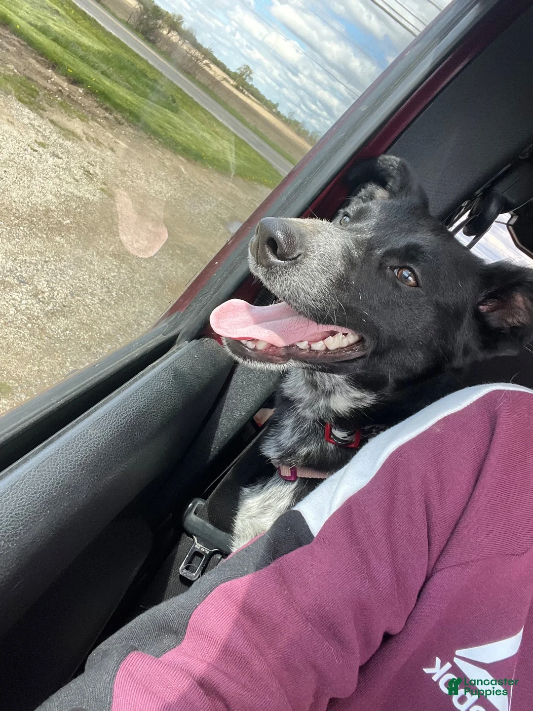 Border Collie dogs for sale: Little mama - Ad 5