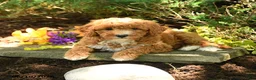 Mini Goldendoodle dogs for sale: Bear - Ad 2