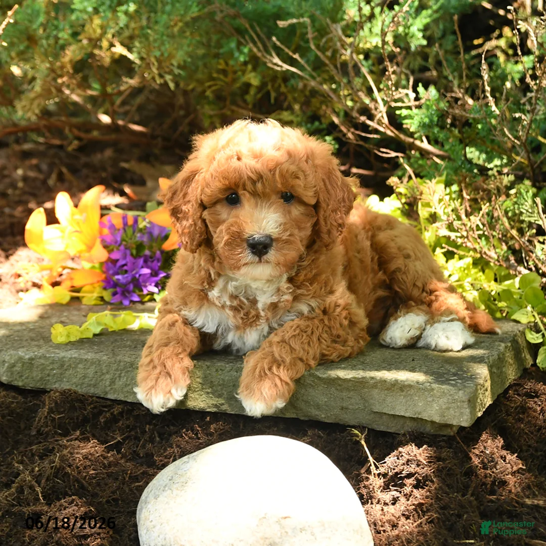 Mini Goldendoodle dogs for sale: Bear - Ad 2