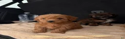 Toy Poodle dogs for sale: Toy Poodle 4 - Ad 3