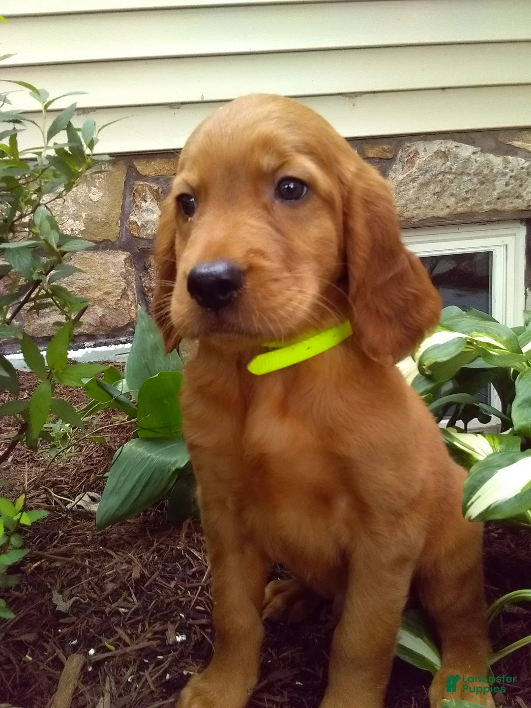 Mixed Breed dogs for sale: Tipper - Ad 1