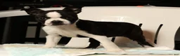 Boston Terrier dogs for sale: Rosie - Ad 6