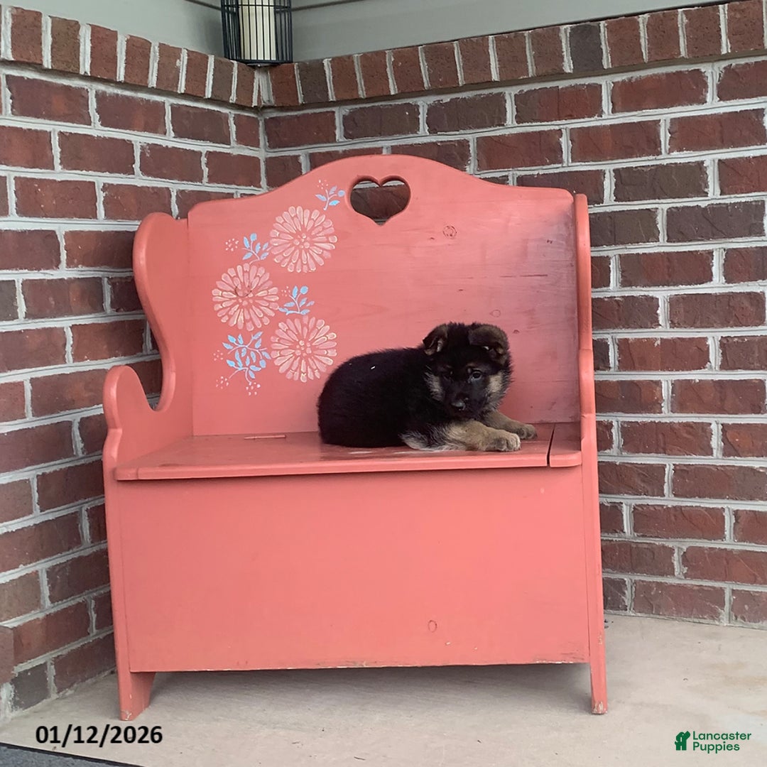 German Shepherd dogs for sale: Buster - Ad 1