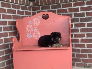 German Shepherd dogs for sale: Buster - Ad 4