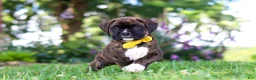 Boxer dogs for sale: Bruno - Ad 3