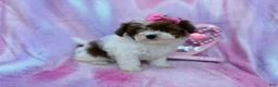 Shihpoo dogs for sale: Zuma - Ad 6