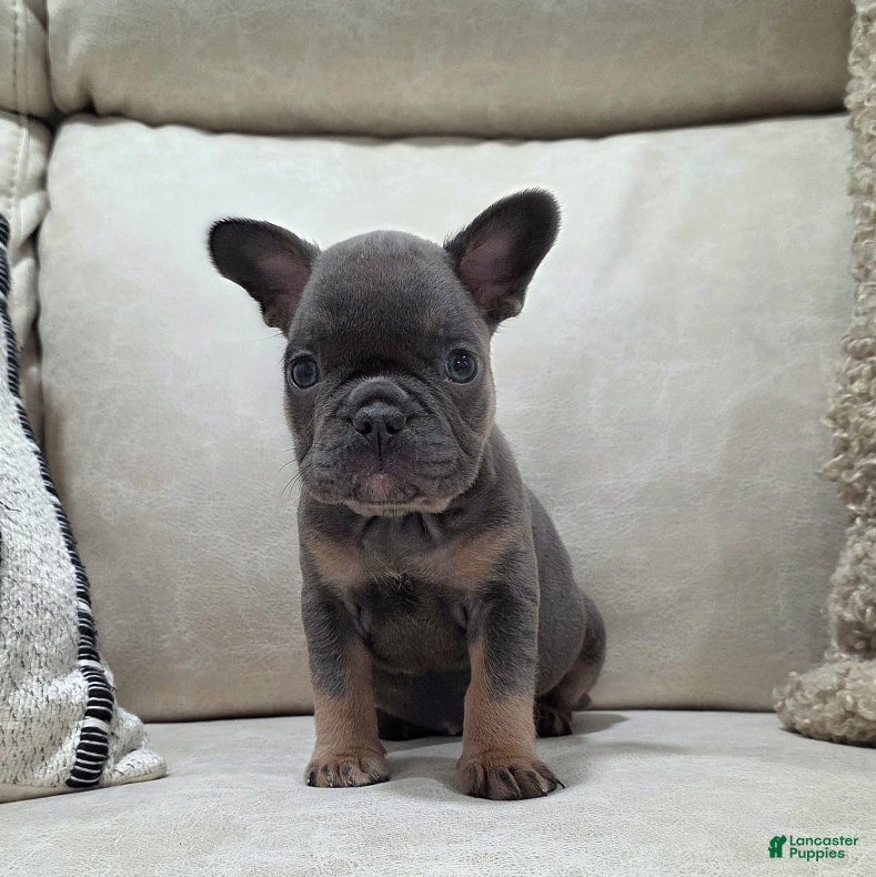 French Bulldog dogs Finley - Ad 2