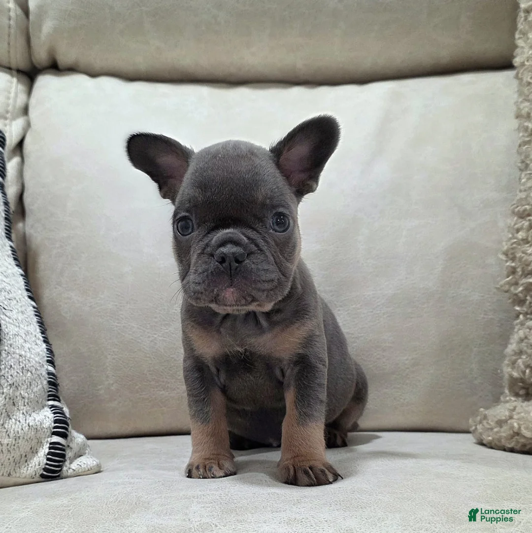 French Bulldog dogs for sale: Finley - Ad 2