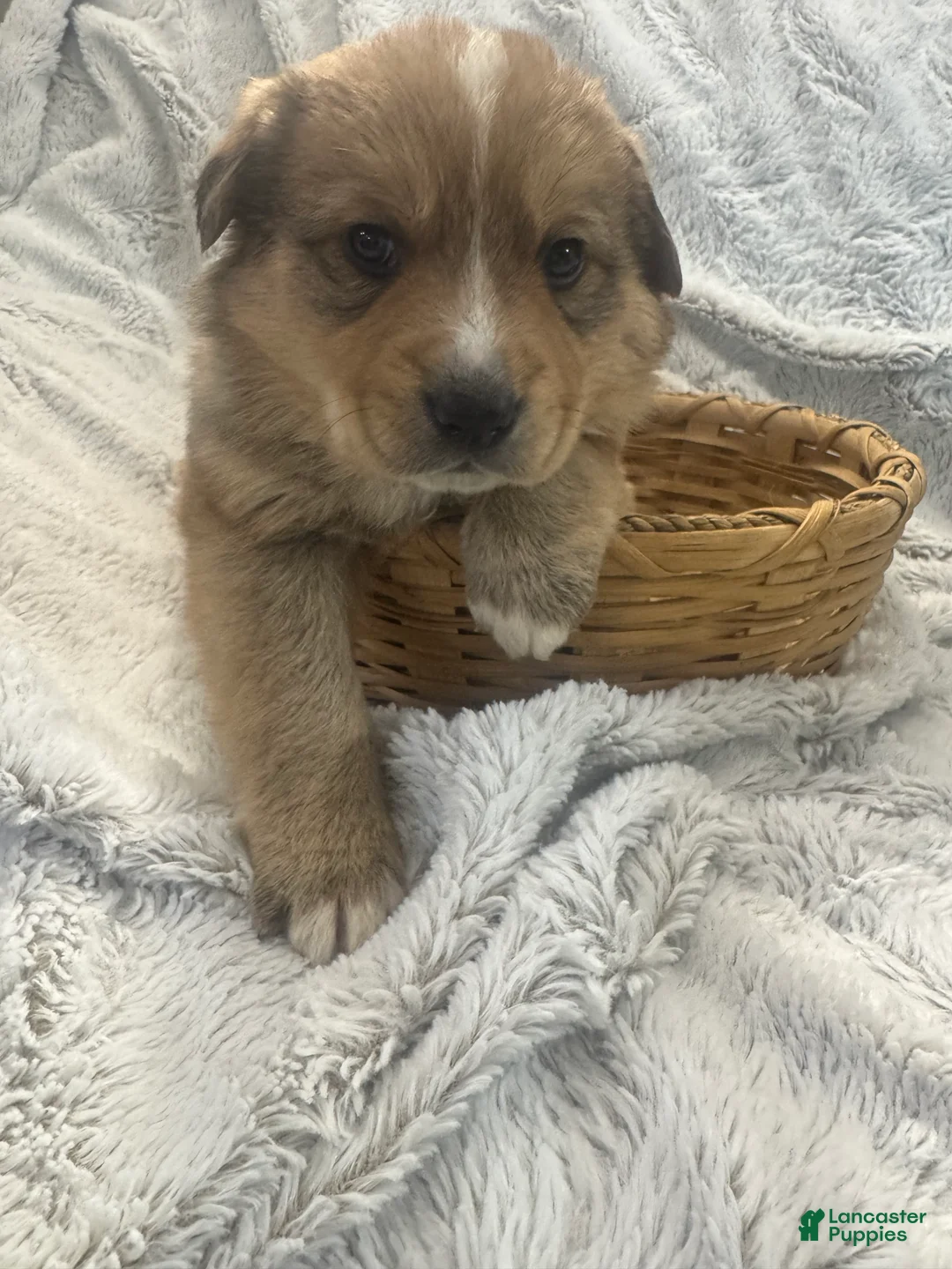 Mixed Breed dogs for sale: Frappé  - Ad 5