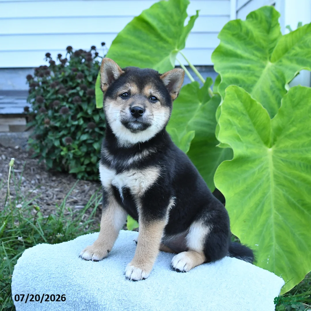 Shiba Inu dogs for sale: Jennie - Ad 2
