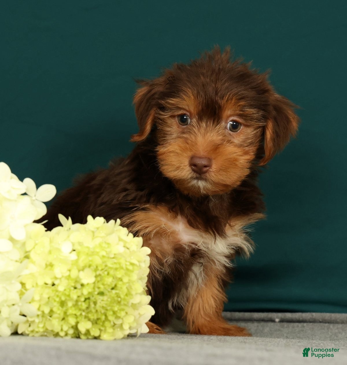 Yorkshire Terrier dogs Poochie - Ad 1
