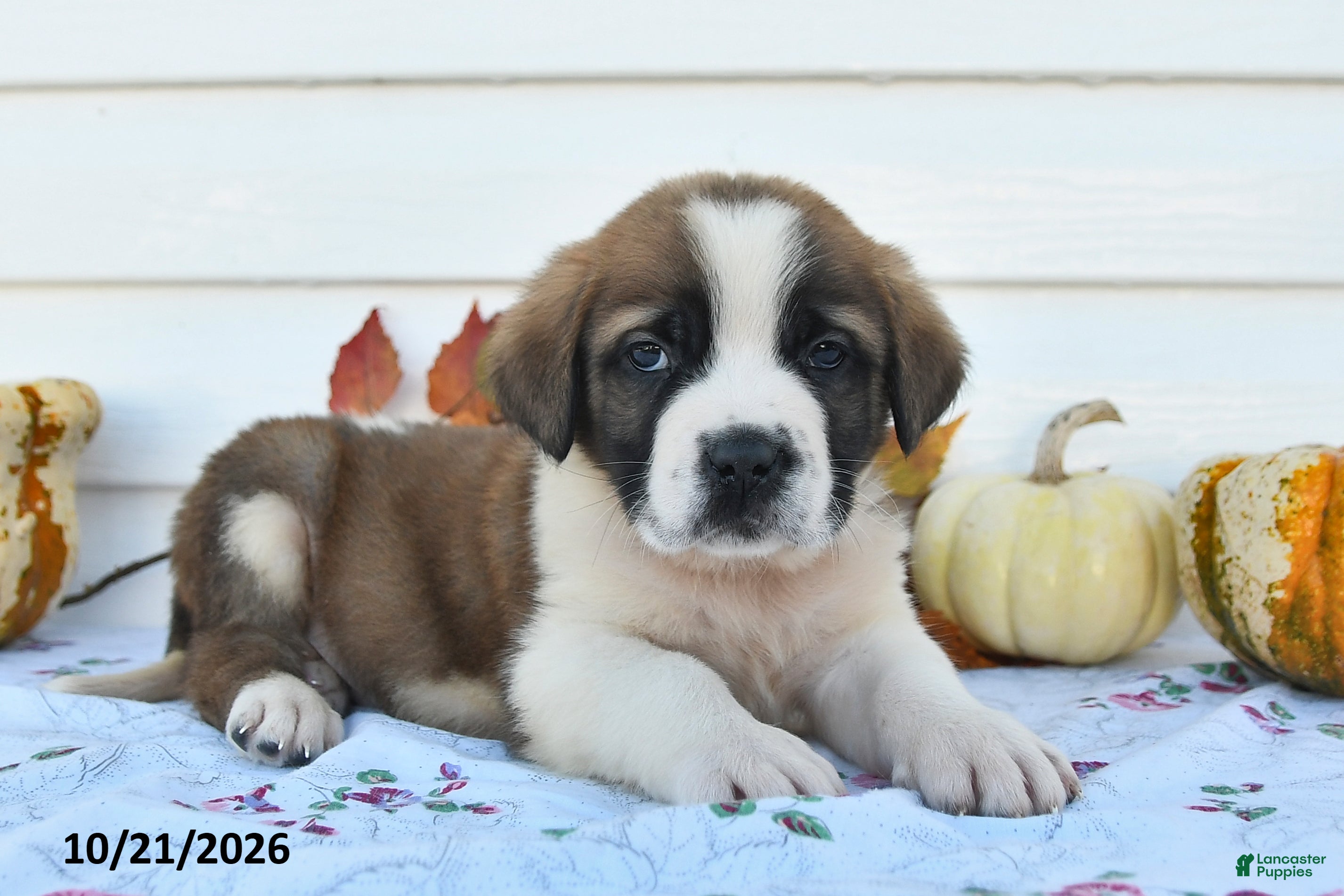 Saint Bernard dogs Lenny - Ad 1